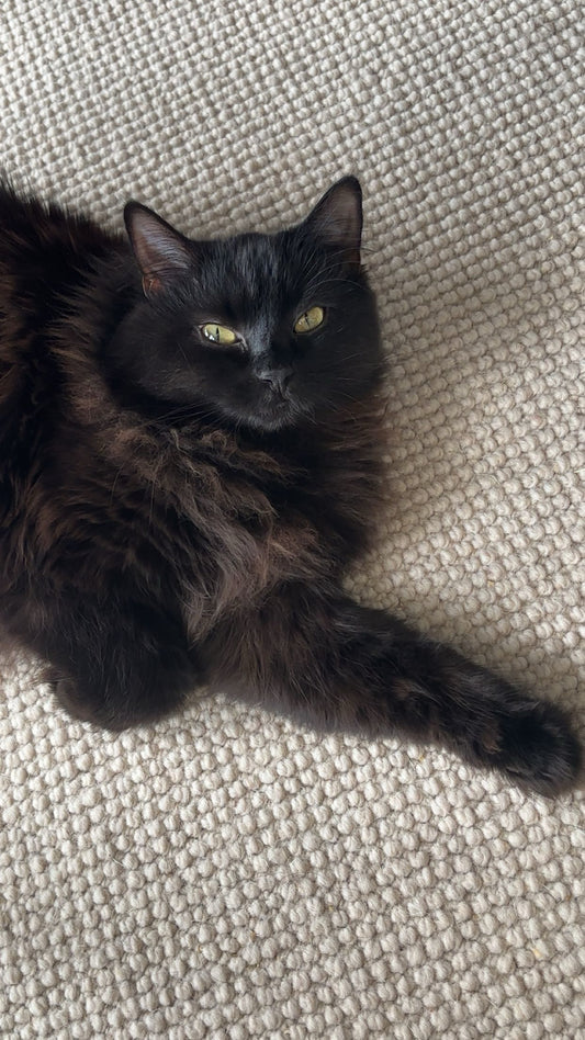 Golvabia Ullmatta Wellington