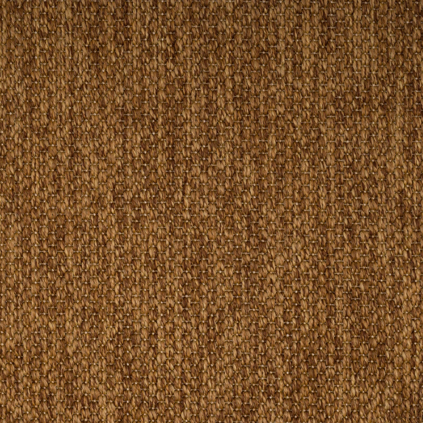 PANAMA-camel-3229