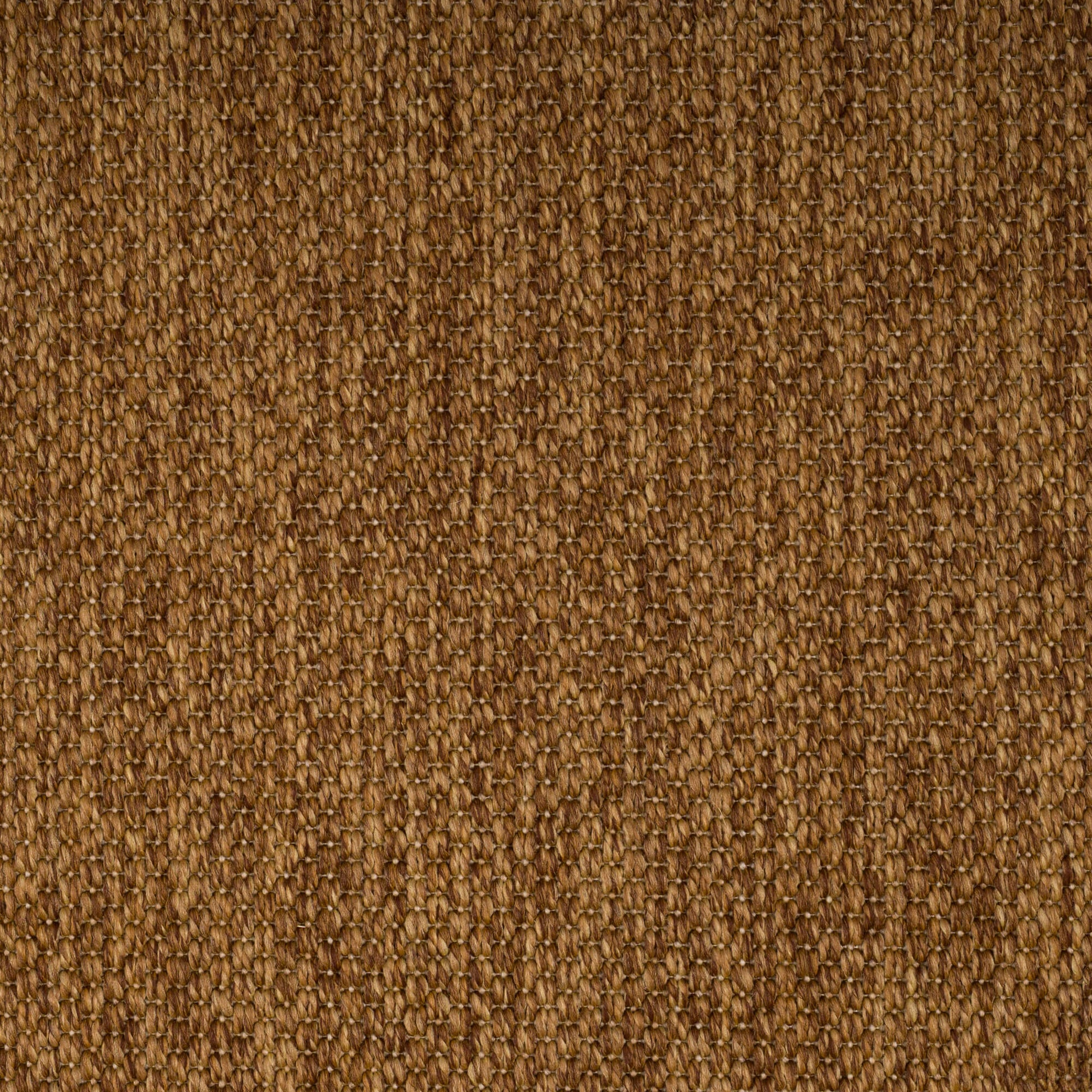 PANAMA-camel-3229