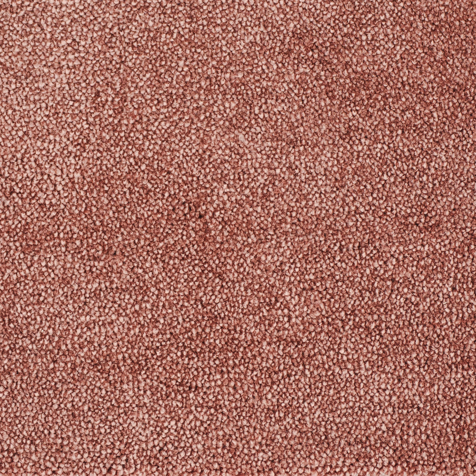 carisma-rose-10